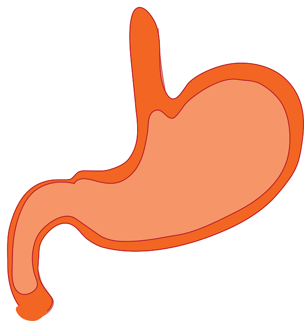 stomach, process of iodines absorption in the body