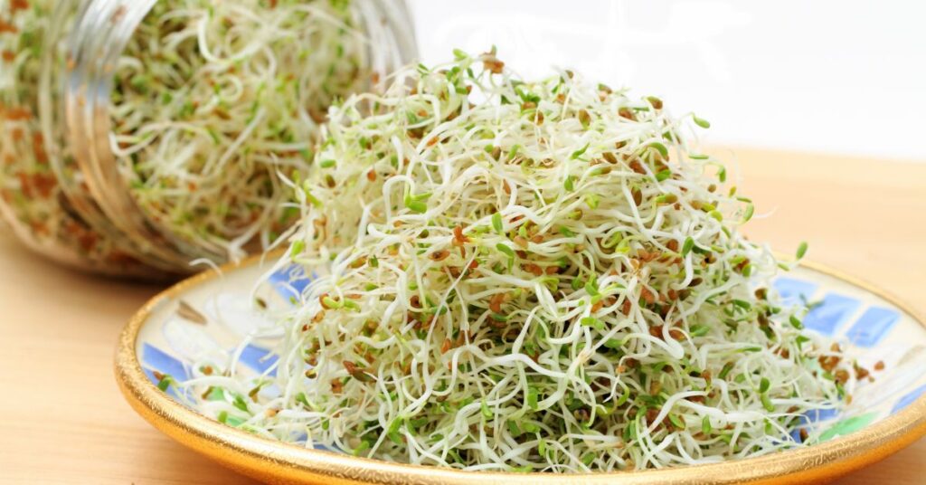 Alfalfa sprouts 