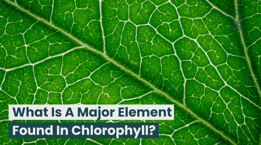 What Is A Major Element Found In Chlorophyll?