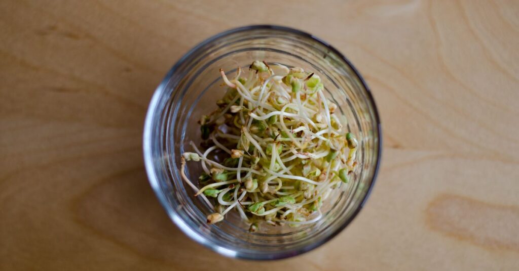 Buckwheat Sprouts