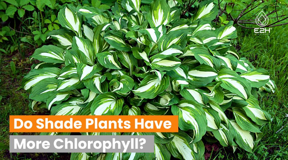 Do Shade Plants Have More Chlorophyll?