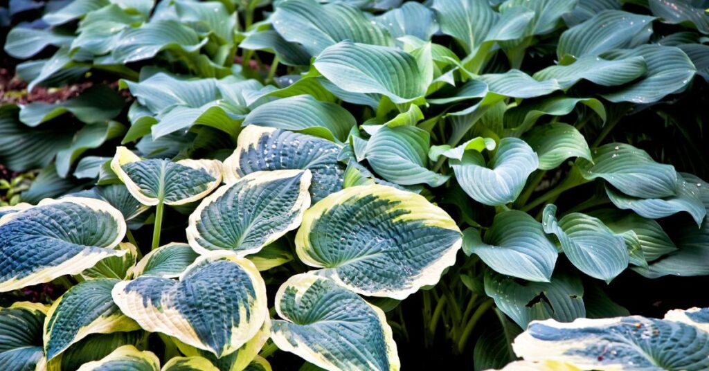 Do shade plants have more chlorophyll