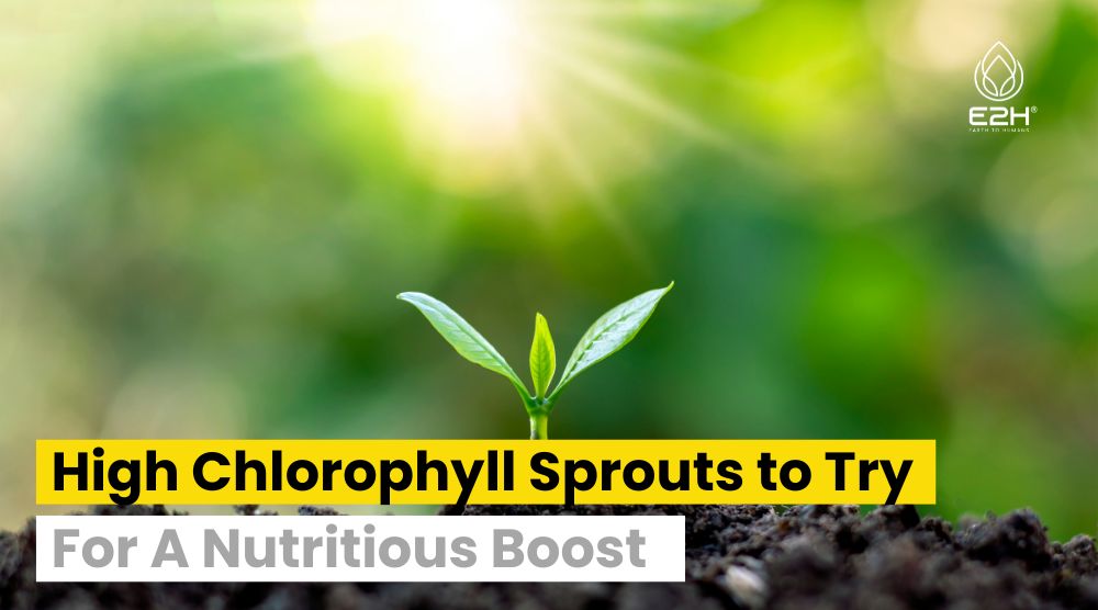 High Chlorophyll Sprouts To Try For A Nutritious Boost
