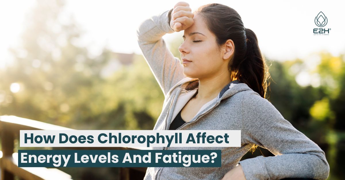 How Does Chlorophyll Affect Energy Levels And Fatigue?