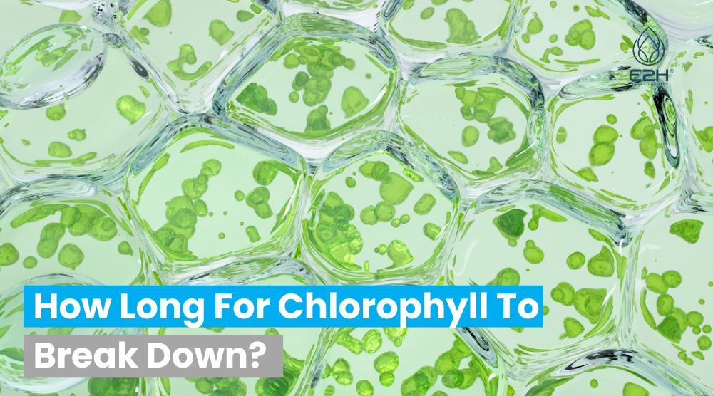 How Long For Chlorophyll To Break Down?