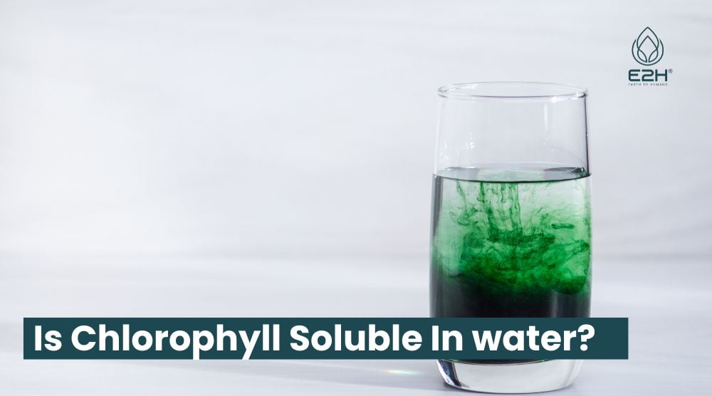 Is Chlorophyll Soluble In water? Easy Answer!