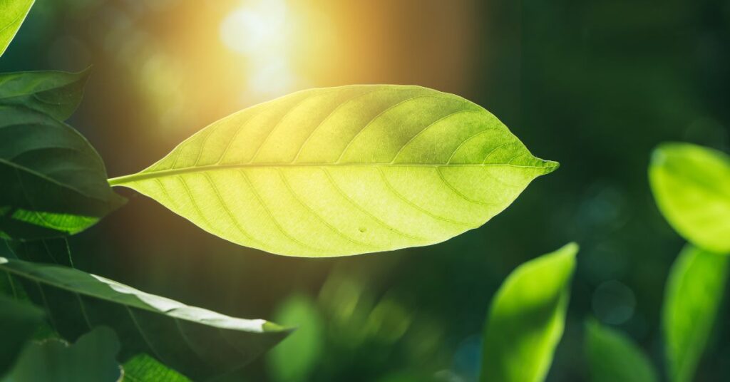 chlorophyll absorb light energy