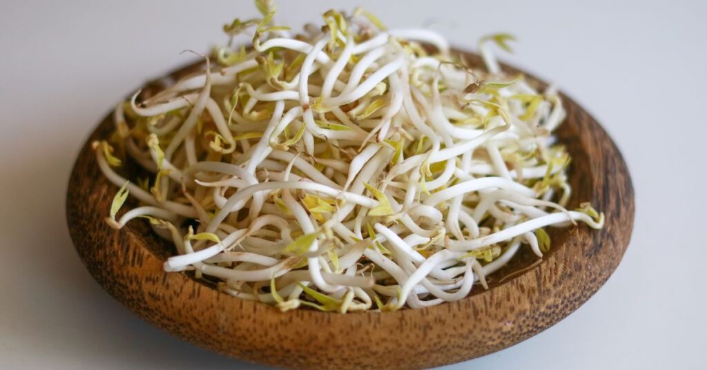 Mung bean sprouts 