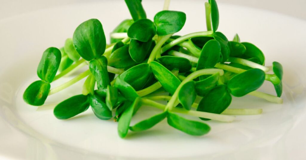 Sunflower sprouts