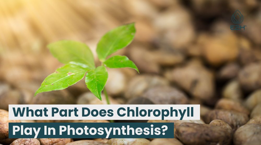 What Part Does Chlorophyll Play In Photosynthesis? Reliable Facts!