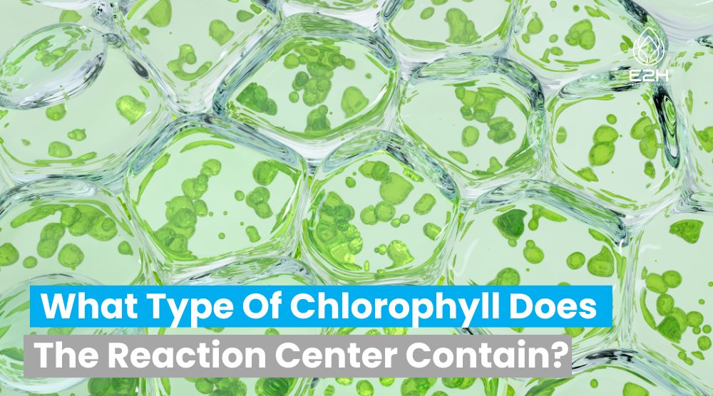 What Type Of Chlorophyll Does The Reaction Center Contain? Easy To Get