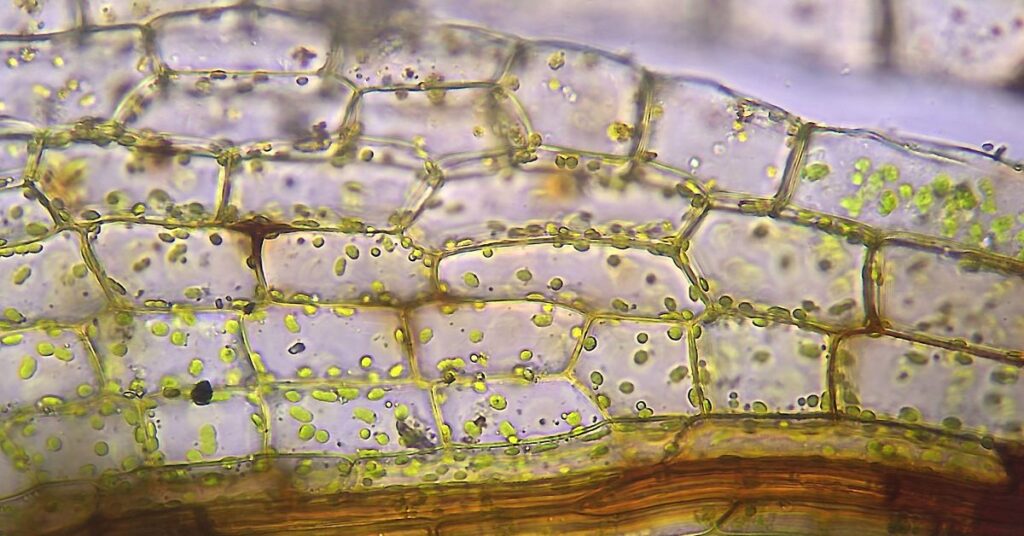 structure of chlorophyll enable it to capture and transfer light energy