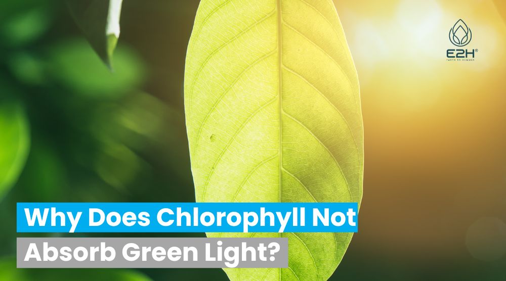 Why Does Chlorophyll Not Absorb Green Light