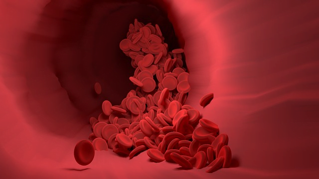 red blood cells, blood vessel, blood flow
