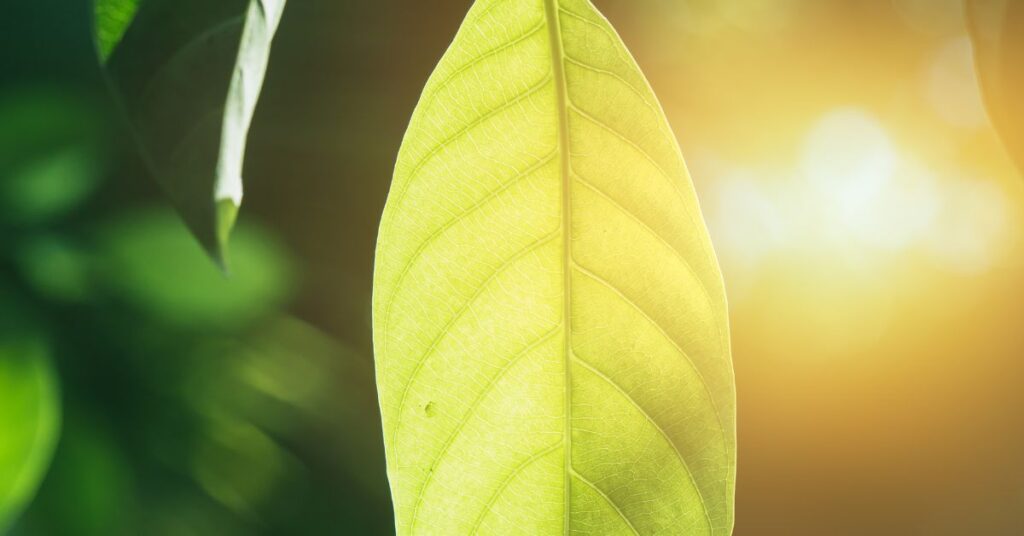 light energy into chemical energy during photosynthesis