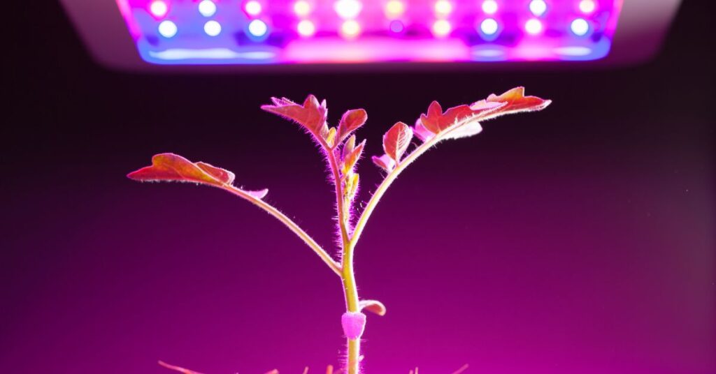 plants absorb blue and red light 1