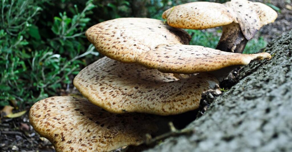 Turkey Tail Extract in Strengthening Bones and Joints