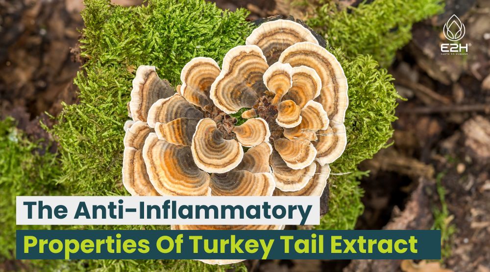 Anti-Inflammatory Properties Of Turkey Tail Extract
