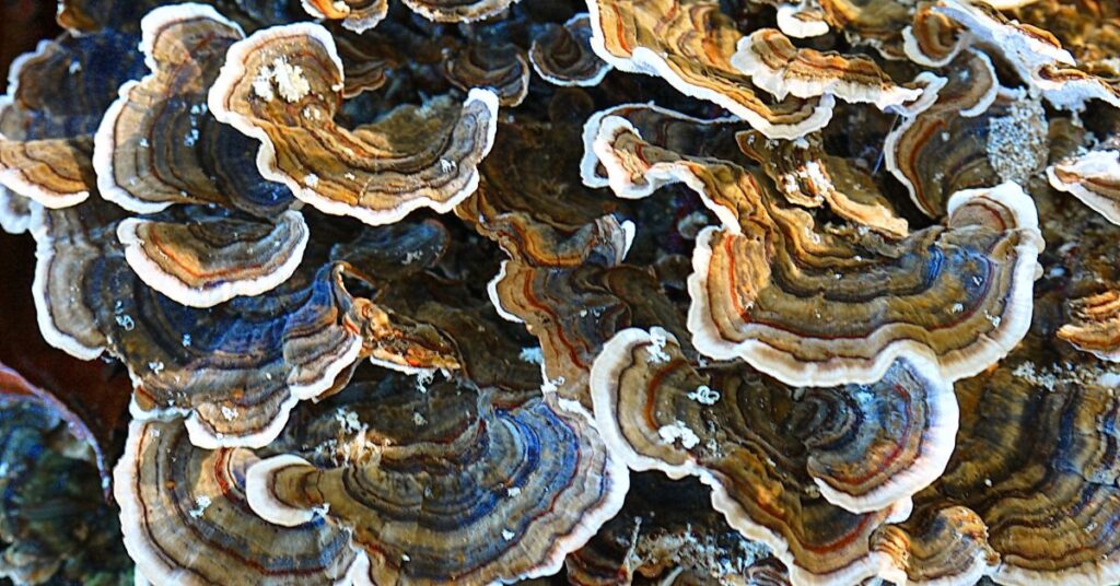 Turkey Tail Extract and Gut Health
