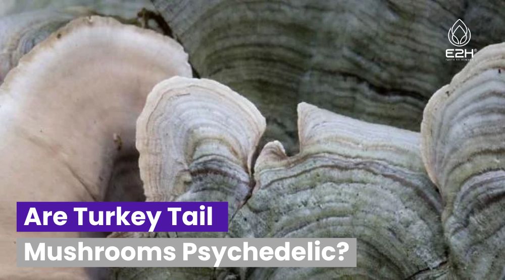 Are Turkey Tail Mushrooms Psychedelic: No