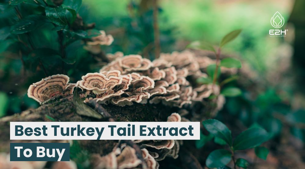 Best Turkey Tail Extract To Buy