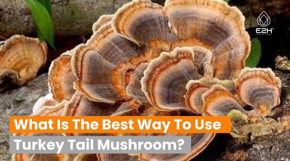 What Is The Best Way To Use Turkey Tail Mushroom