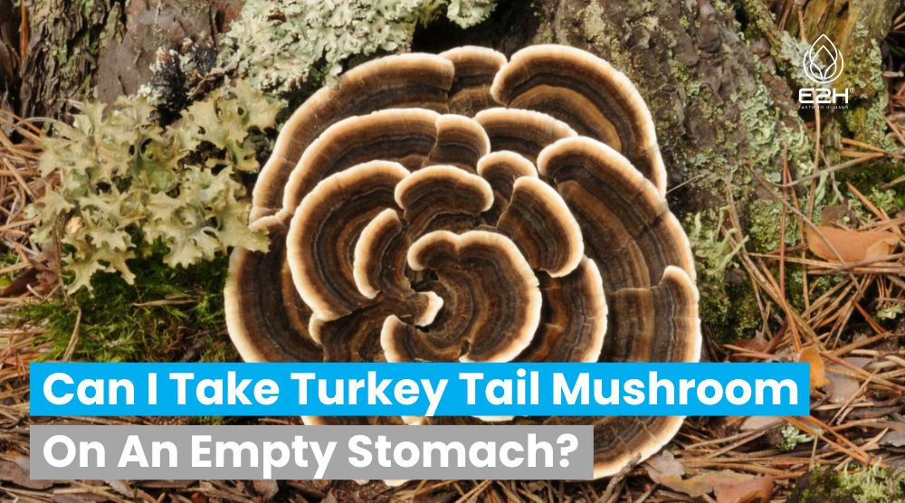 Can I Take Turkey Tail Mushroom On An Empty Stomach