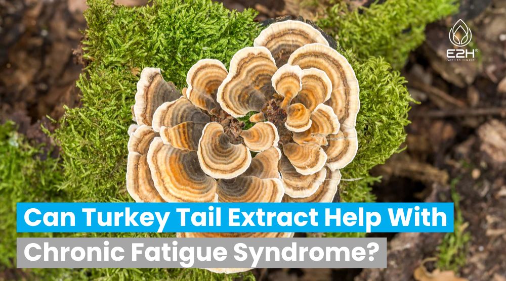 Can Turkey Tail Extract Help With Chronic Fatigue Syndrome