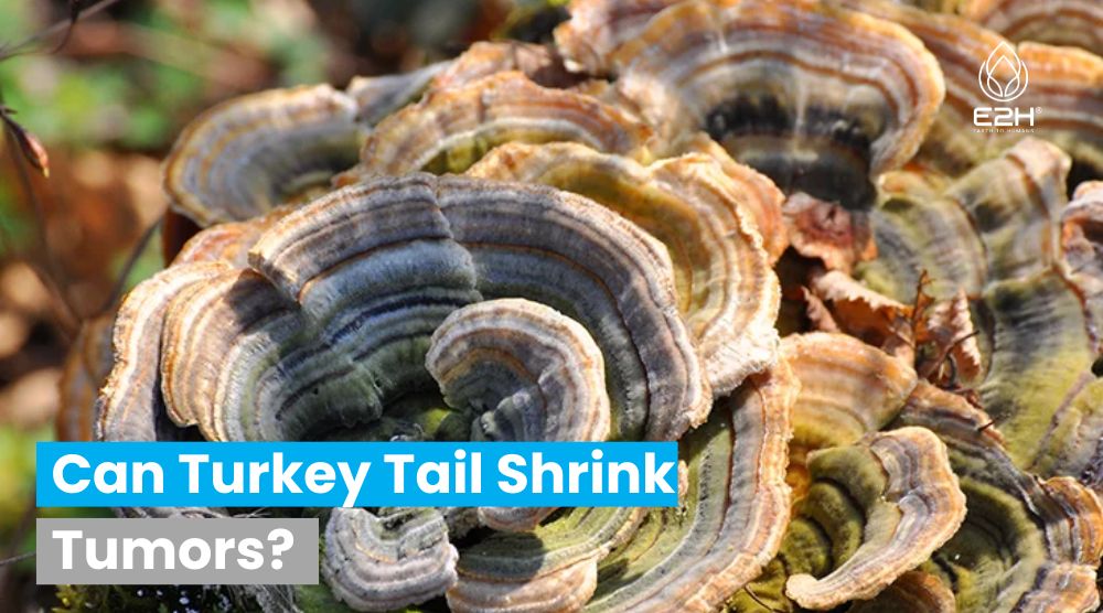 Can Turkey Tail Shrink Tumors?