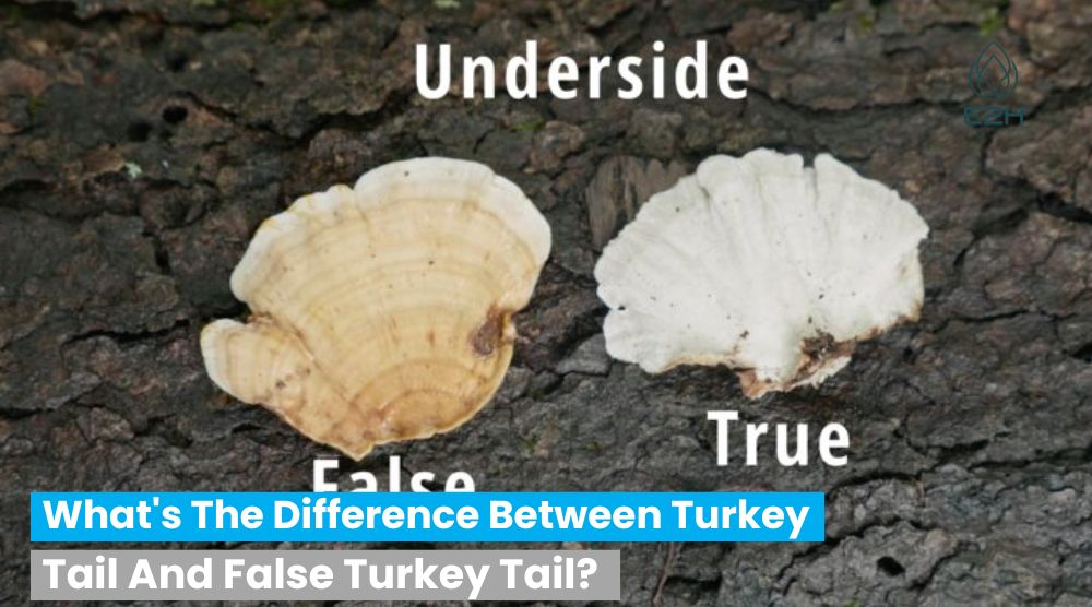 What’s The Difference Between Turkey Tail And False Turkey Tail?