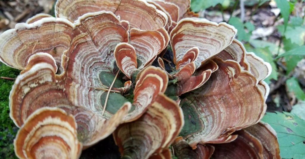 Difference Between Turkey Tail And False Turkey Tail