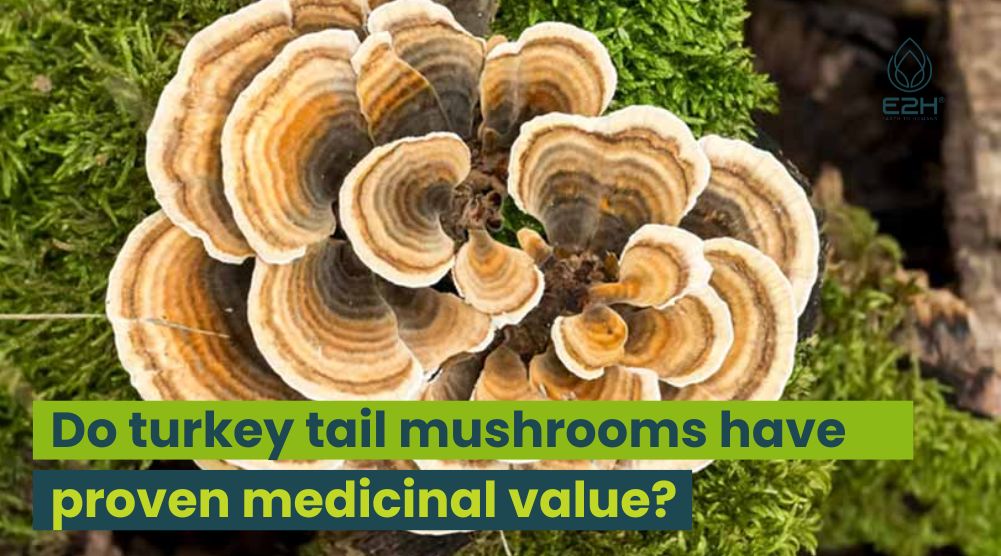 Do turkey tail mushrooms have proven medicinal value