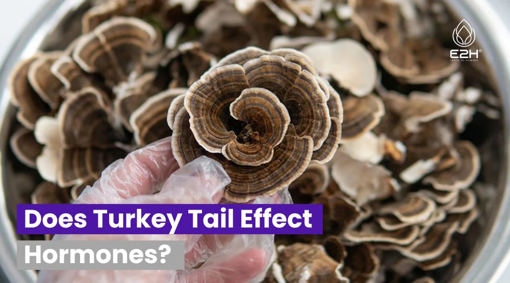 Does Turkey Tail Effect Hormones