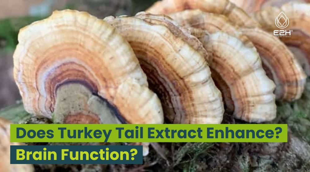 Does Turkey Tail Extract Enhance Brain Function