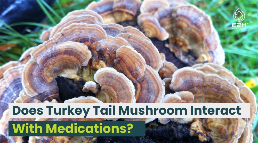 Does Turkey Tail Mushroom Interact With Medications