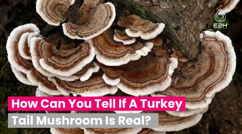 How Can You Tell If A Turkey Tail Mushroom Is Real