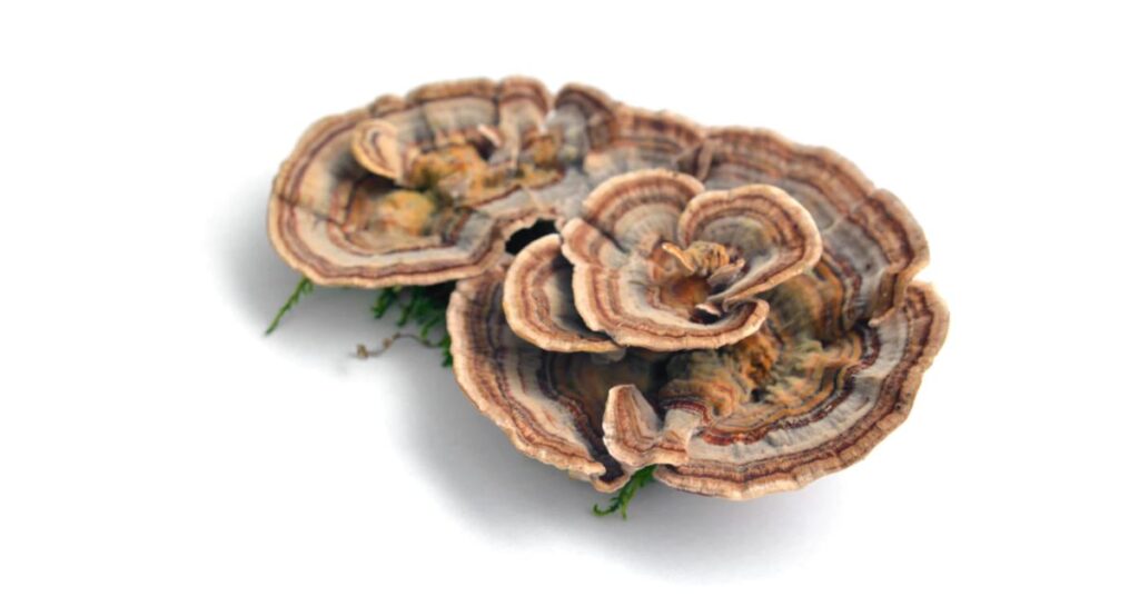 Turkey Tail Mushroom Soup Recipe