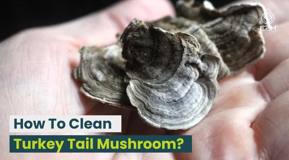 How To Clean Turkey Tail Mushroom?