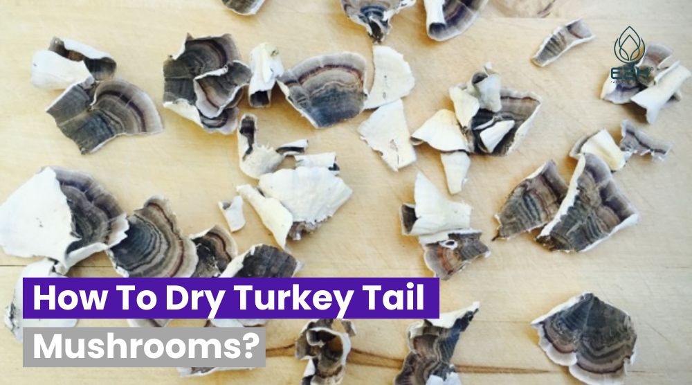 How To Dry Turkey Tail Mushrooms?