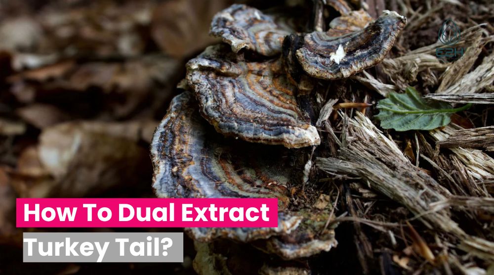 How To Dual Extract Turkey Tail: Proper Way