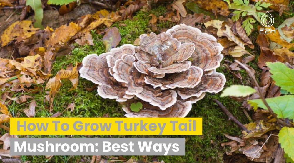 How To Grow Turkey Tail Mushroom: Best Ways - Wellness Blog Articles ...