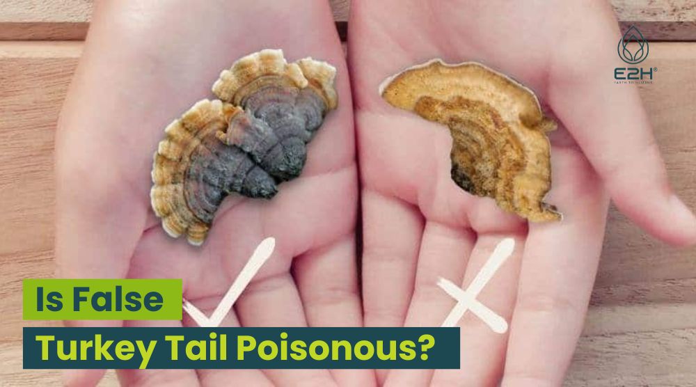 Is False Turkey Tail Poisonous?