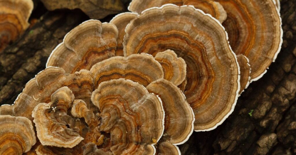 How Can You Tell If A Turkey Tail Mushroom Is Real?