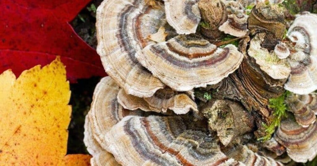 Is False Turkey Tail Poisonous