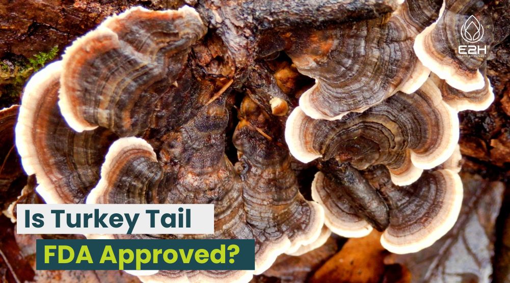 Is Turkey Tail FDA Approved?