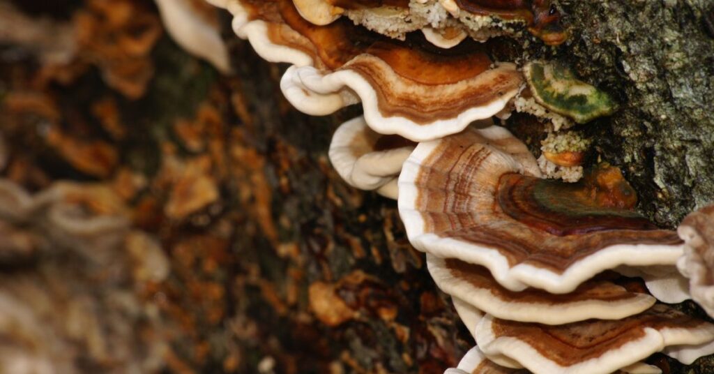 Does Turkey Tail Mushroom Interact With Medications