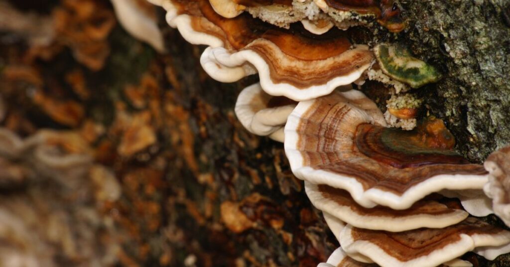 Potential Of Turkey Tail Extract In Managing Stress And Anxiety