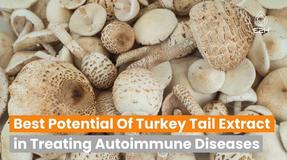 Potential Of Turkey Tail Extract in Treating Autoimmune Diseases