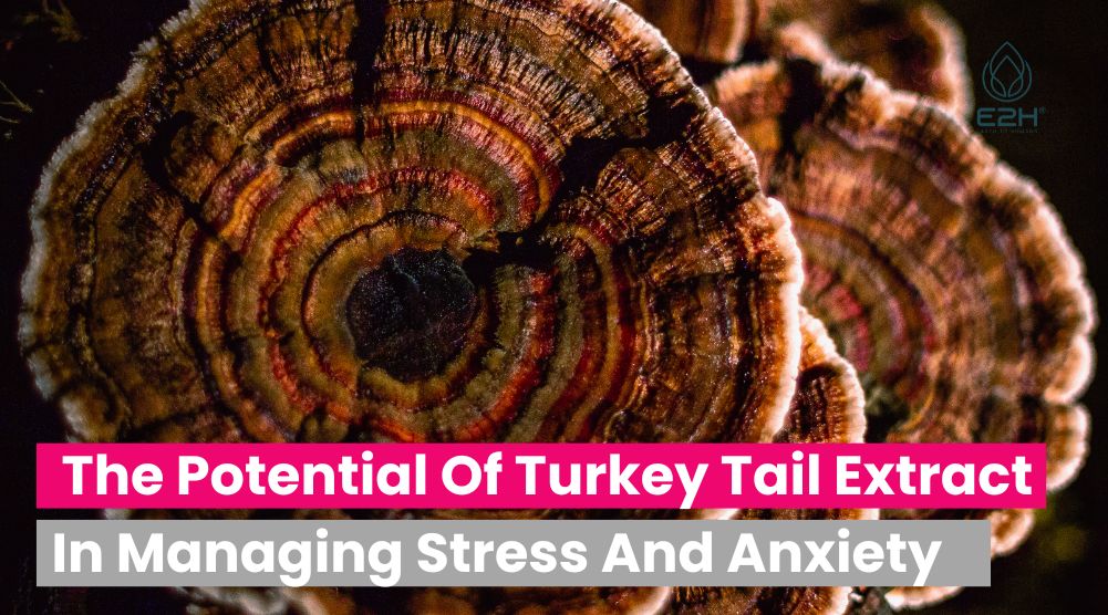 The Potential Of Turkey Tail Extract In Managing Stress And Anxiety