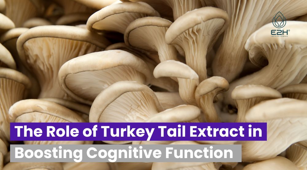 The Role of Turkey Tail Extract in Boosting Cognitive Function